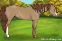 Horse Color:Red Dun