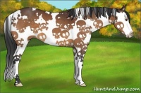 Horse Color:White Spotted Bay Splash 