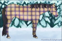 Horse Color:Plaid  Buckskin 