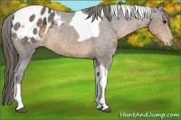 Horse Color:Buckskin Ice Tobiano Appaloosa 