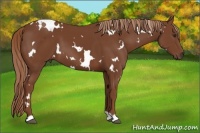 Horse Color:White Spotted Chestnut 