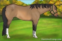 Horse Color:Bay Dun
