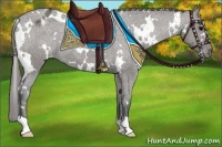 Horse Color:White Spotted Grullo Appaloosa 