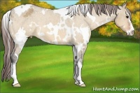 Horse Color:White Spotted Bay Dun Sabino Appaloosa 