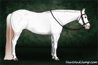 Horse Color:Bay Dun Appaloosa 