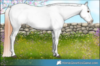 Horse Color:Bay Dun Appaloosa Brindle 