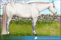 Horse Color:Bay Dun Appaloosa Brindle