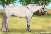 Horse Color:Bay Dun Appaloosa 