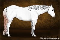 Horse Color:Bay Dun Appaloosa 