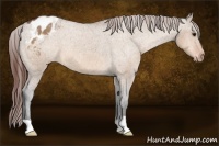 Horse Color:Bay Dun Appaloosa 