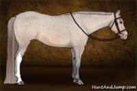 Horse Color:Bay Dun Appaloosa 