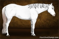 Horse Color:Red Dun Varnish