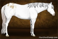 Horse Color:Chocolate Palomino Dun Appaloosa