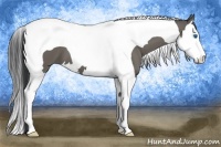 Horse Color:Grullo Sabino Splash Tobiano