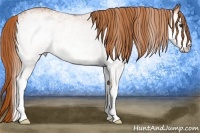 Horse Color:White Spotted Chestnut 