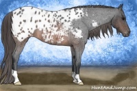 Horse Color:Brown Roan Appaloosa