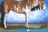 Horse Color:White Spotted Bay 