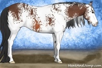 Horse Color:White Spotted Bay