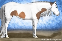 Horse Color:Buckskin Splash Tobiano 