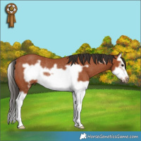 Horse Color:Bay Splash Frame Rabicano