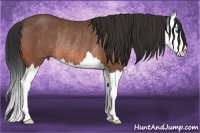Horse Color:Bay Roan Splash Rabicano