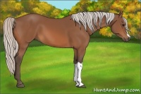 Horse Color:Silver Bay 