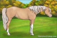 Horse Color:Silver Amber Champagne 