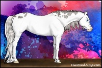 Horse Color:Silver Blue Roan Sabino Splash Appaloosa 