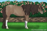 Horse Color:Classic Champagne 