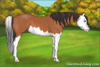 Horse Color:Bay Splash 