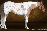 Horse Color:Bay Roan Tobiano Appaloosa