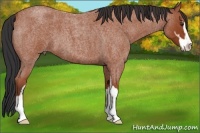 Horse Color:Bay Roan Sabino