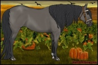 Horse Color:Grullo 