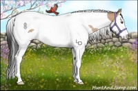 Horse Color:Bay Dun Splash Tobiano Rabicano