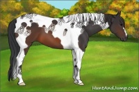 Horse Color:Brown Tobiano 
