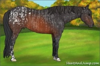 Horse Color:Brown Appaloosa and Brown