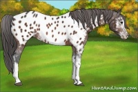 Horse Color:Bay Sabino Appaloosa