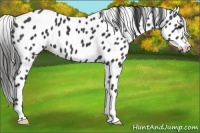 Horse Color:Black Appaloosa