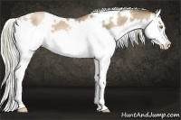 Horse Color:White Spotted Liver Chestnut Pearl Sabino Splash 