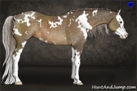 Horse Color:White Spotted Chocolate Palomino Splash