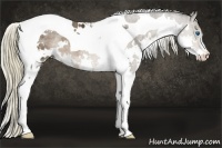 Horse Color:White Spotted Liver Chestnut Ice Splash Tobiano Rabicano