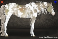 Horse Color:White Spotted Chocolate Palomino