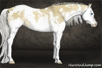 Horse Color:White Spotted Chocolate Palomino Dun Splash 