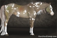 Horse Color:White Spotted Chocolate Palomino Sabino Splash Rabicano