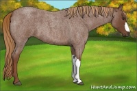 Horse Color:Red Roan