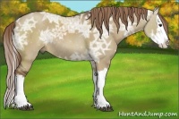 Horse Color:Liver Red Dun Ice Splash Rabicano