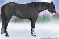 Horse Color:Blue Roan Sabino Splash