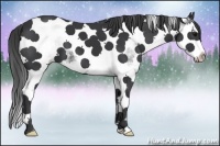 Horse Color:White Spotted Black Splash Tobiano 
