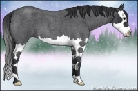 Horse Color:Blue Roan Splash 