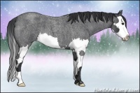 Horse Color:Blue Roan Splash 